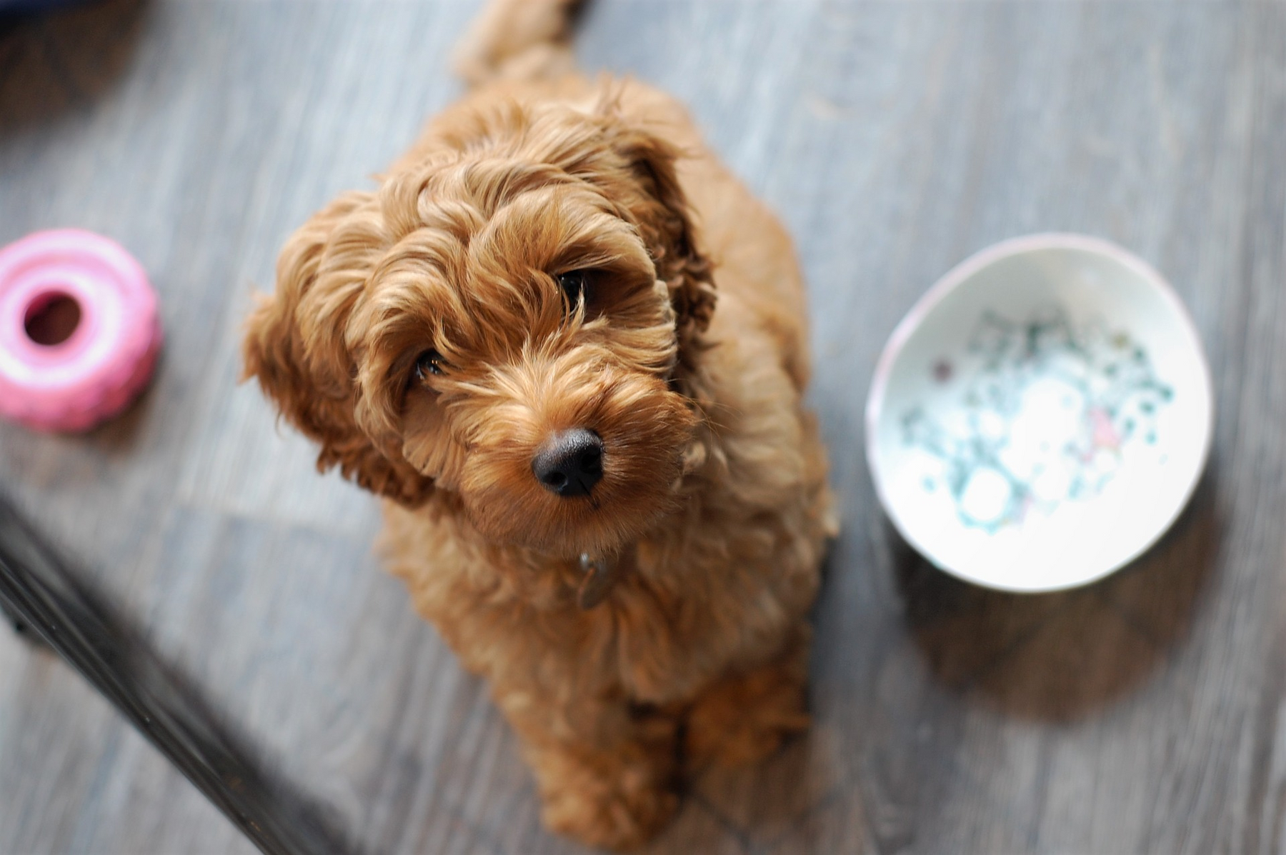 Labradoodle pup