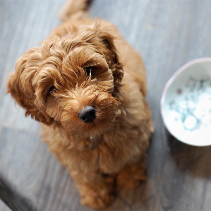 Labradoodle pup