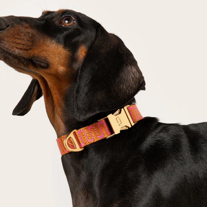 DOGGUO Halsband - retro wave - roest/roze