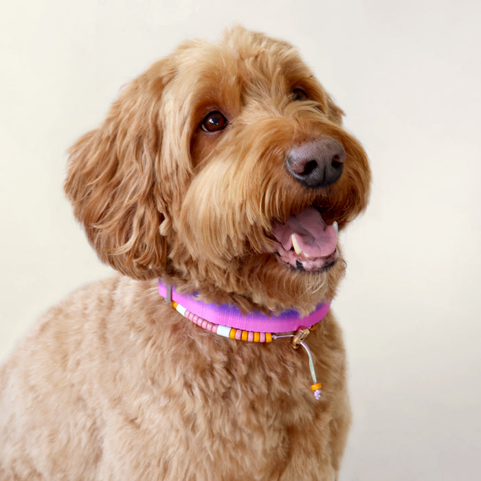 DOGGUO Halsband - verloop - paars